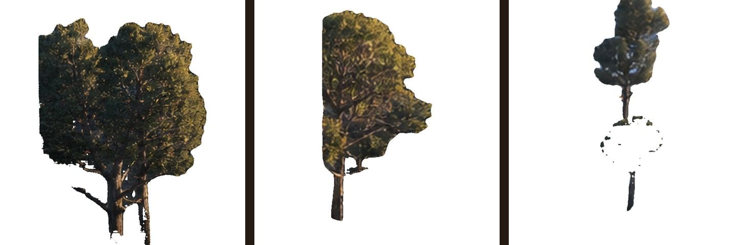 Pine cutout contact sheet